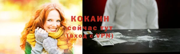 сатива Новозыбков