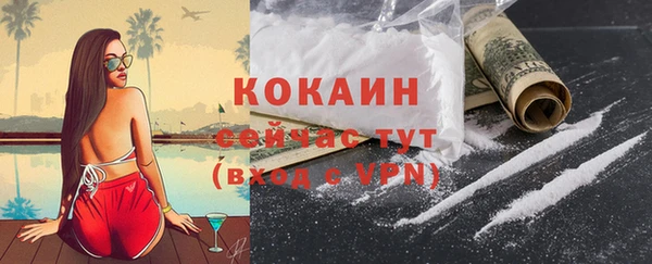 сатива Новозыбков